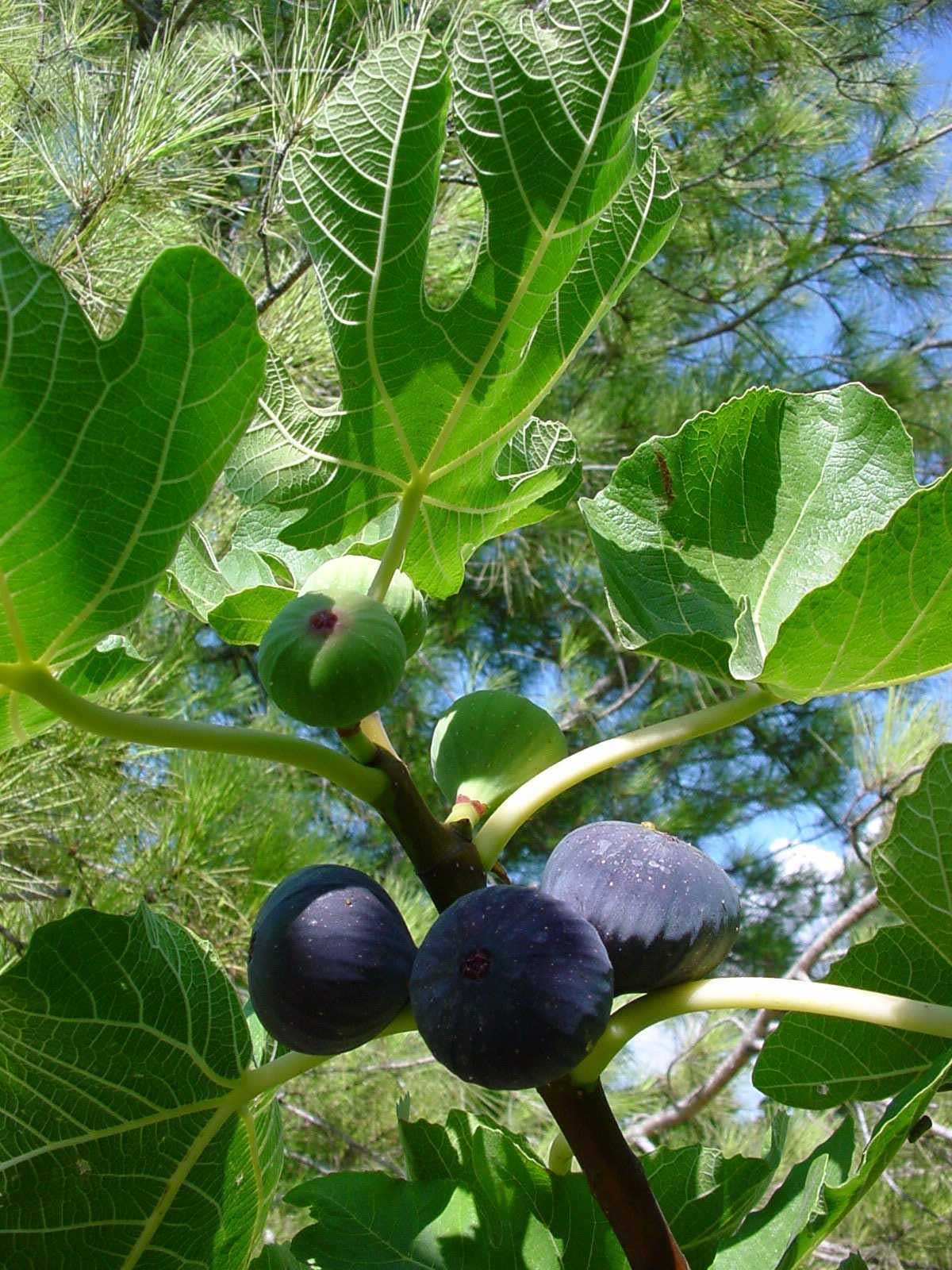 Figues mûres sur la branche d’un figuier de Solliès