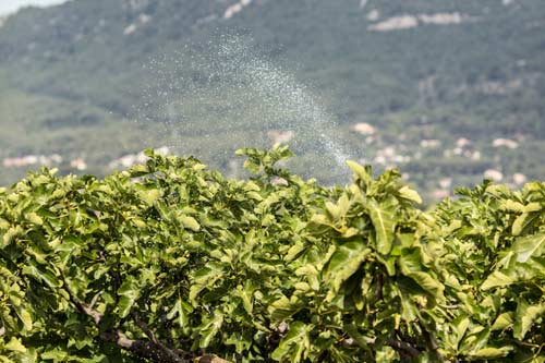 Système d’irrigation d’un verger de figuiers