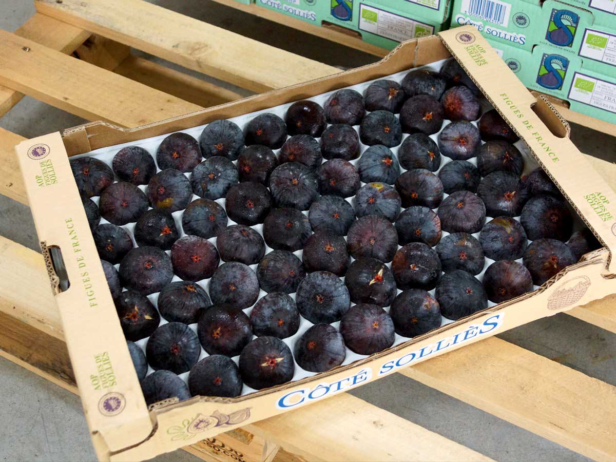Plateau d’une rangée de figues de Solliès AOP